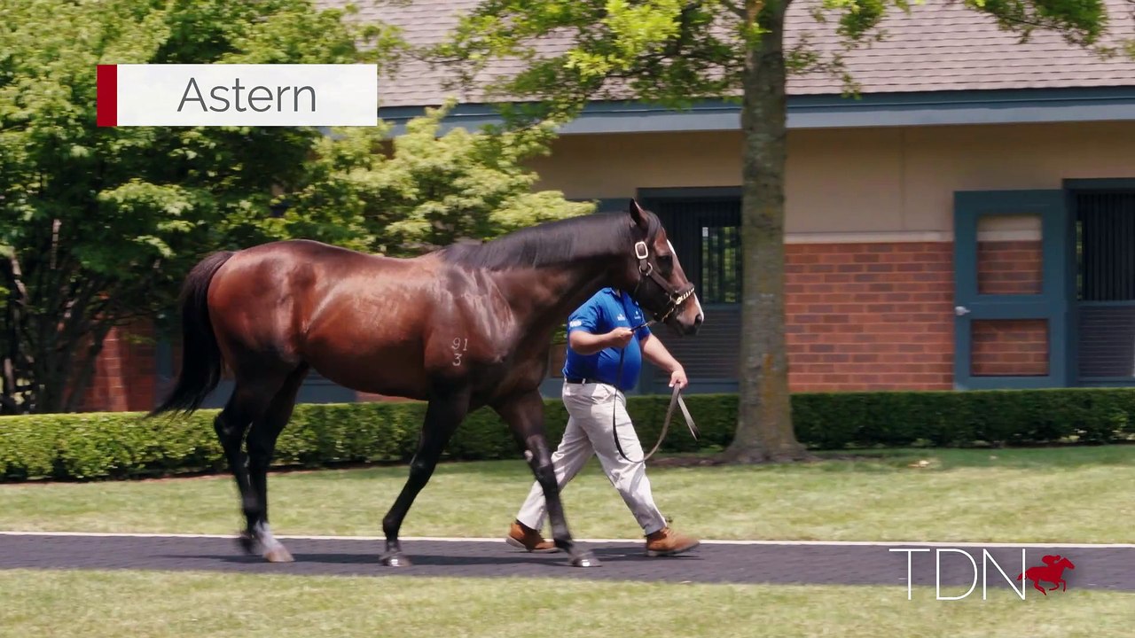 TDN Stallions: Astern