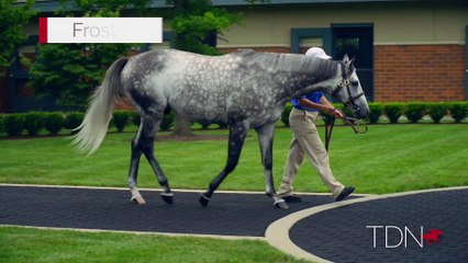 TDN Stallions: Frosted