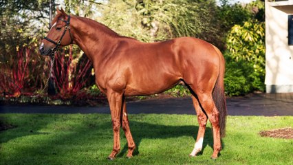 Breeders Talk Sottsass