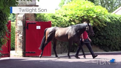 TDN Stallions: Twilight Son