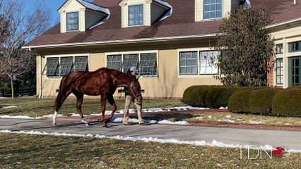 TDN Stallions: Lexitonian