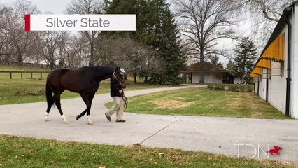 TDN Stallions: Silver State