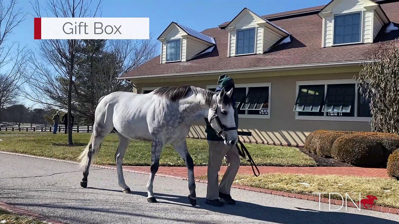 TDN Stallions: Gift Box