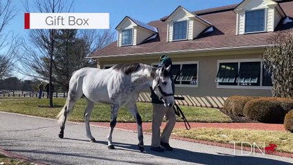TDN Stallions: Gift Box