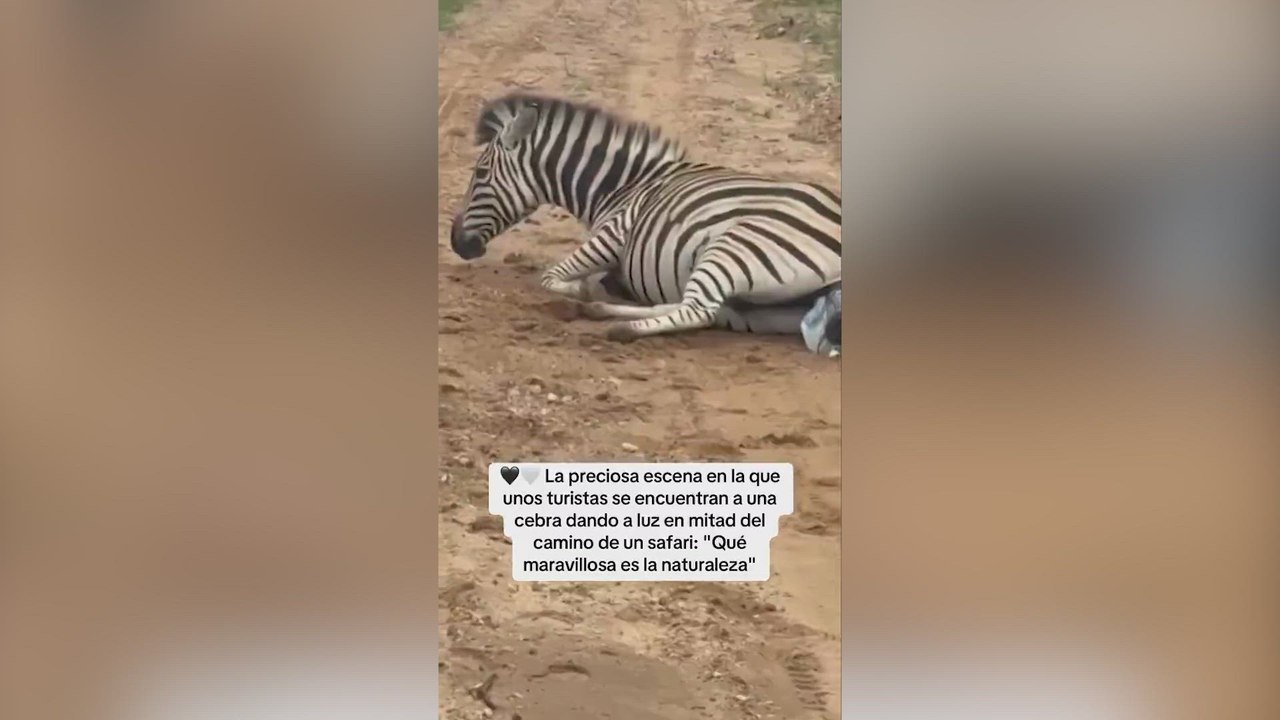 Unos turistas se encuentran en pleno safari con una cebra dando a luz
