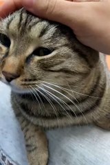 Cute cat 😼 #cat #Shorts #catvideos