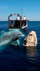 🐬 Ce GROUPE DE DAUPHINS vient saluer les astronautes à leur retour !