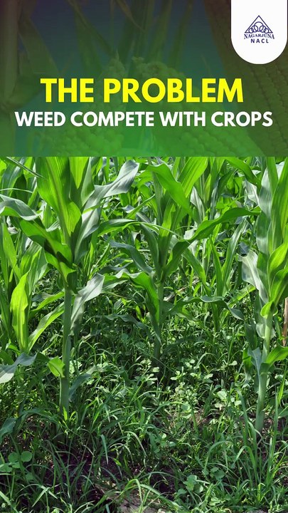 Pioneering Agrochemical Formulations in India | Crop protection