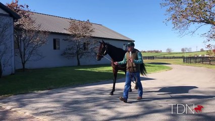 TDN Stallions: Divisidero