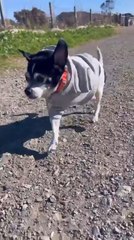 Tripod Dog Enjoys Walk