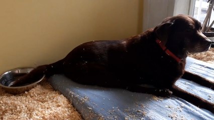 Labrador Dismisses Her Tail Dipped in Water
