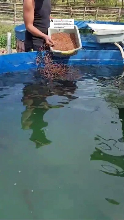 Sekiranya tidak cocok dengan satu cara dalam budidaya lele, segera ganti cara