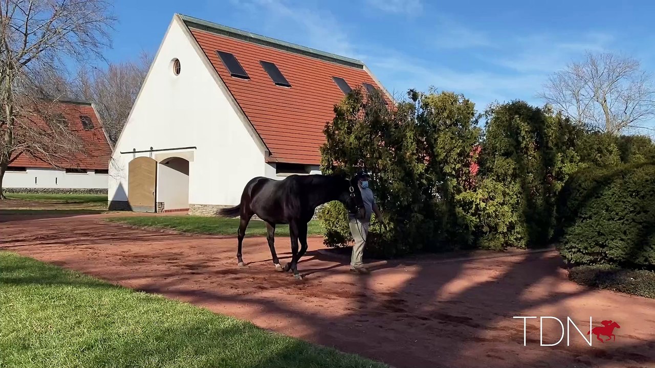 TDN Stallions: Spun to Run