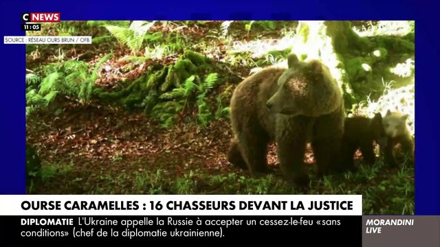 Le procès du chasseur ayant abattu une ourse dans les Pyrénées, lors d’une battue au sanglier, s’achève aujourd’hui par le réquisitoire du procureur et les plaidoiries de la partie civile