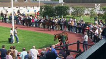 22 August Yearling Sale teaser Europe