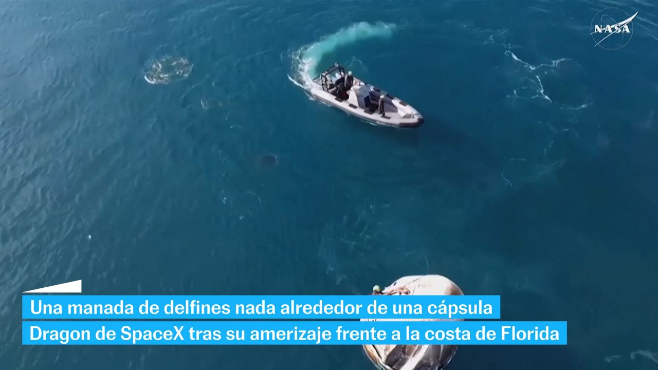 Varios delfines "reciben" a los astronautas atrapados nueve meses en el espacio