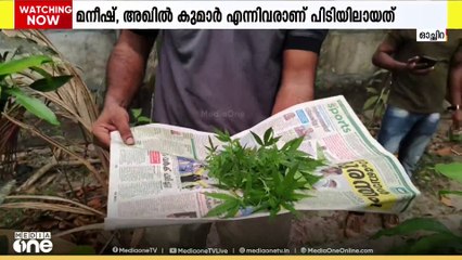 വിദേശയിനം നായകളുടെ സംരക്ഷണത്തിൽ കഞ്ചാവ് കൃഷി:മേമന സ്വദേശികളായ മനീഷ്,അഖിൽ കുമാർ പിടിയിൽ