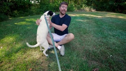 We Helped Paralyzed Dogs Run Again | Mr beast |