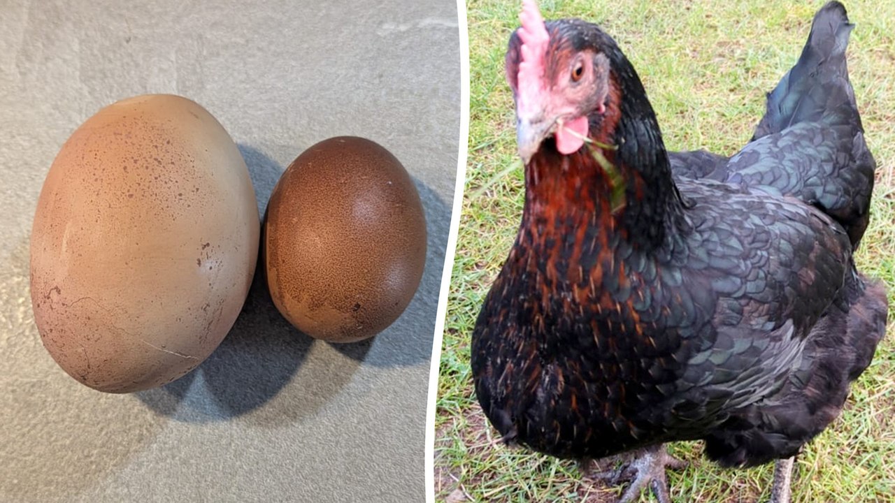 Familie fassungslos: Huhn legt riesiges Ei, dreimal so groß wie normal