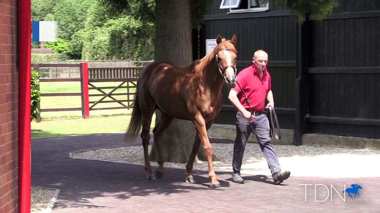 TDN Stallions: Ulysses