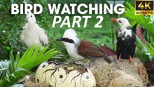 Squirrels & Birds Playing in Nature  Cat TV for Cat To Watch Bird - CatTV Central PART 2