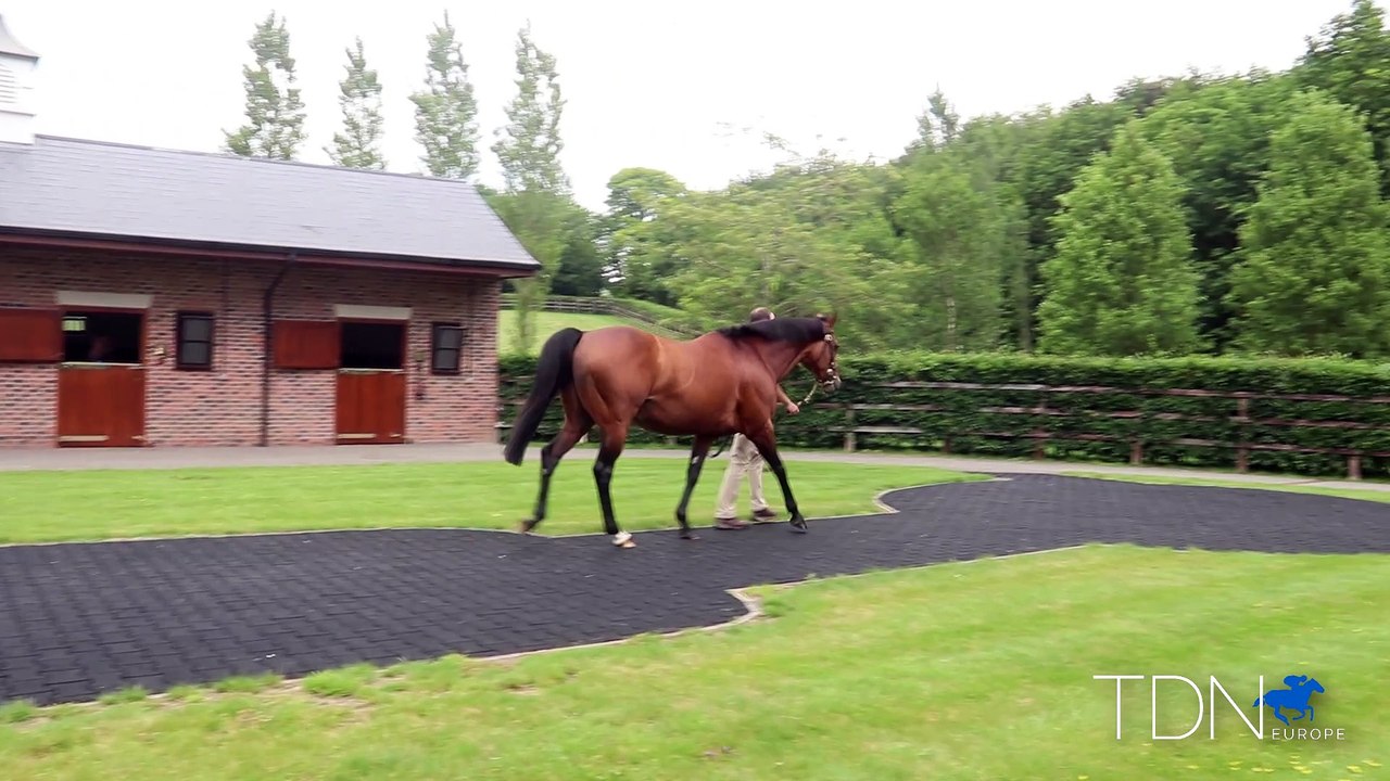 TDN Stallions: Nathaniel