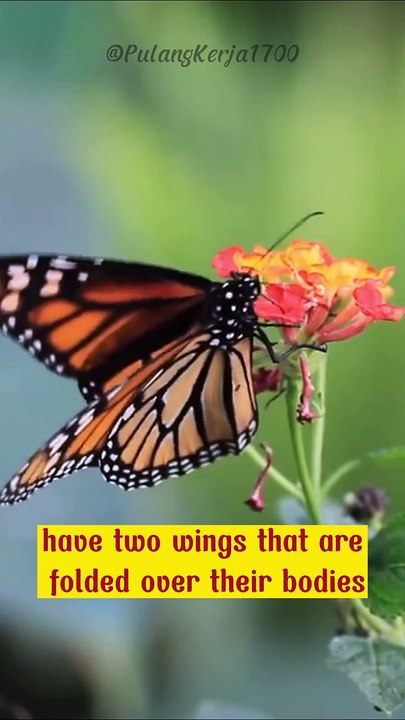 Butterflies are insects known for the beauty of their wings and their amazing metamorphosis.