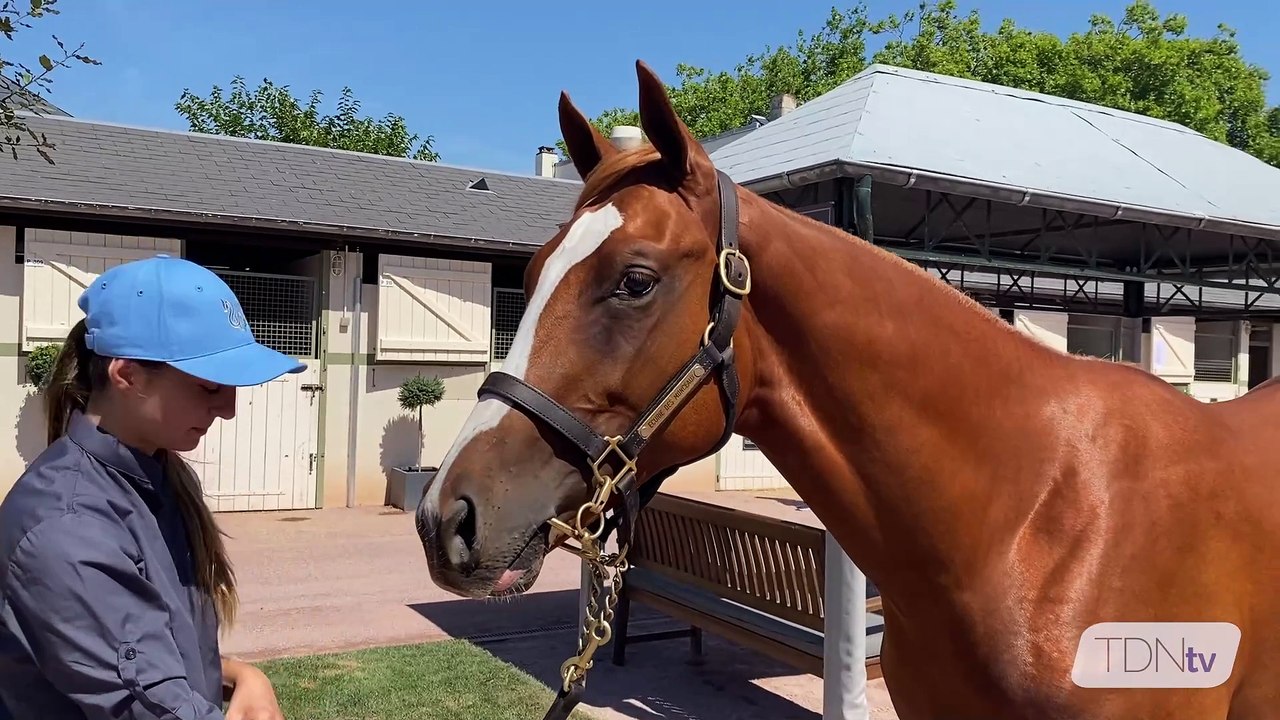 Full Brother to Sottsass on Sale at Arqana