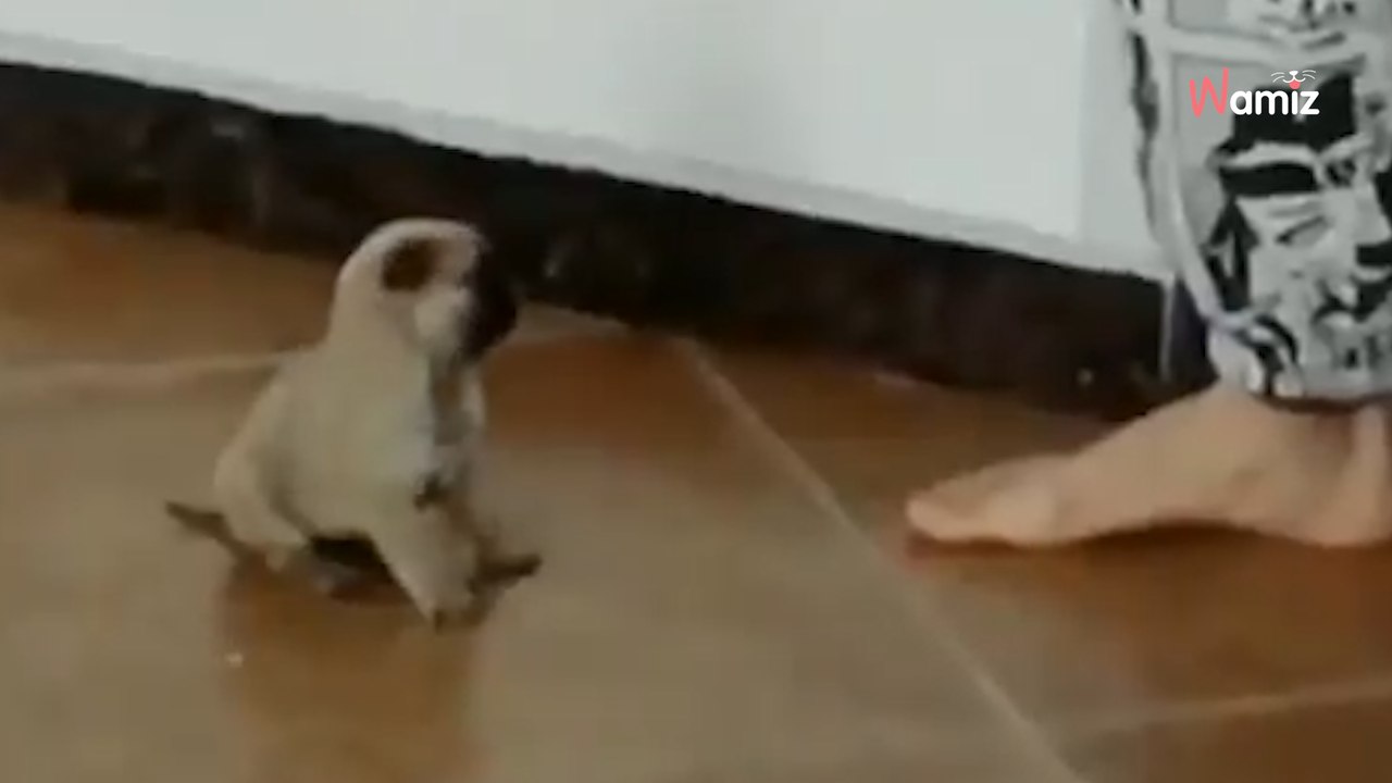 10 Sekunden pure Freude: Dieses Video bringt das Internet zum Schmelzen