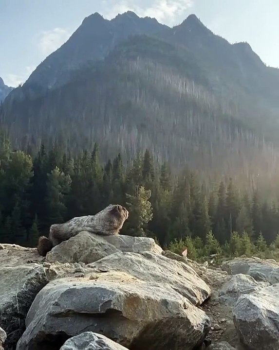 🌟 Welcome to the Ultimate Marmot Experience! 🌟 Dive into the fascinating