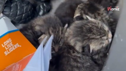 Ils s'apprêtent à démolir une voiture à la casse : ce qui dépasse du coffre les fait crier (vidéo)