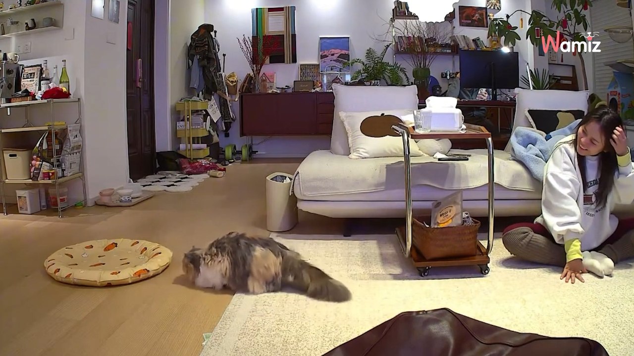 Diese Katze hat eine GENIALE Idee: Was sie dann tut, begeistert Millionen