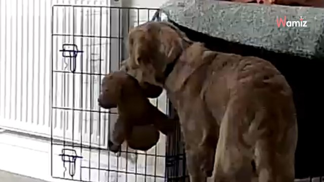 Kobieta odkryła przypadkiem, co jej partner zrobił jej psu: „Płakałam!”