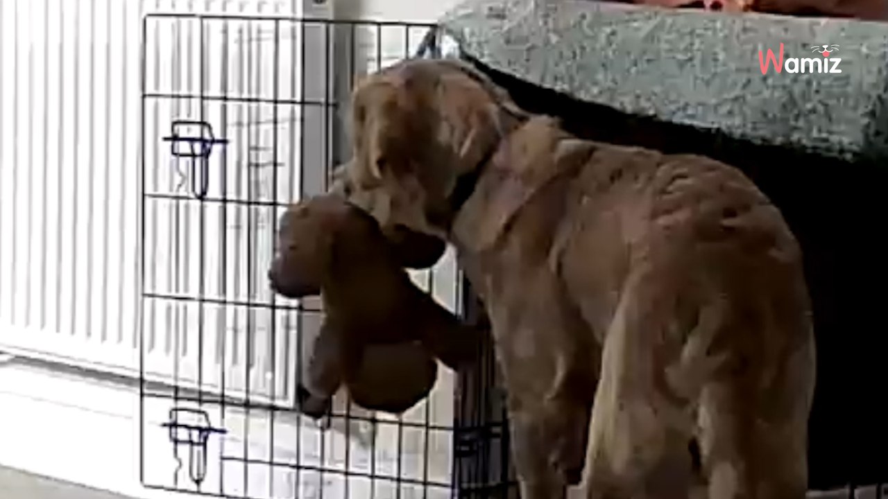 Kobieta odkryła przypadkiem, co jej partner zrobił jej psu: „Płakałam!”