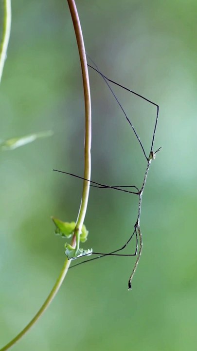 Stick Insect.