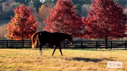 Onshore, Dam of French Classic Winner Onesto, Sells at FT November