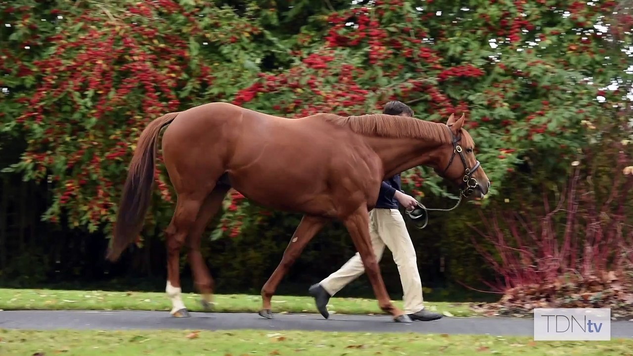 TDN Stallions: Sottsass