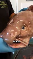 Este es el pez más feo del mundo.