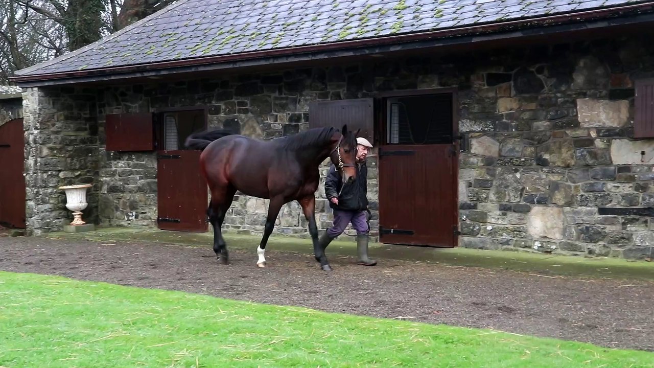 TDN Stallions: River Boyne