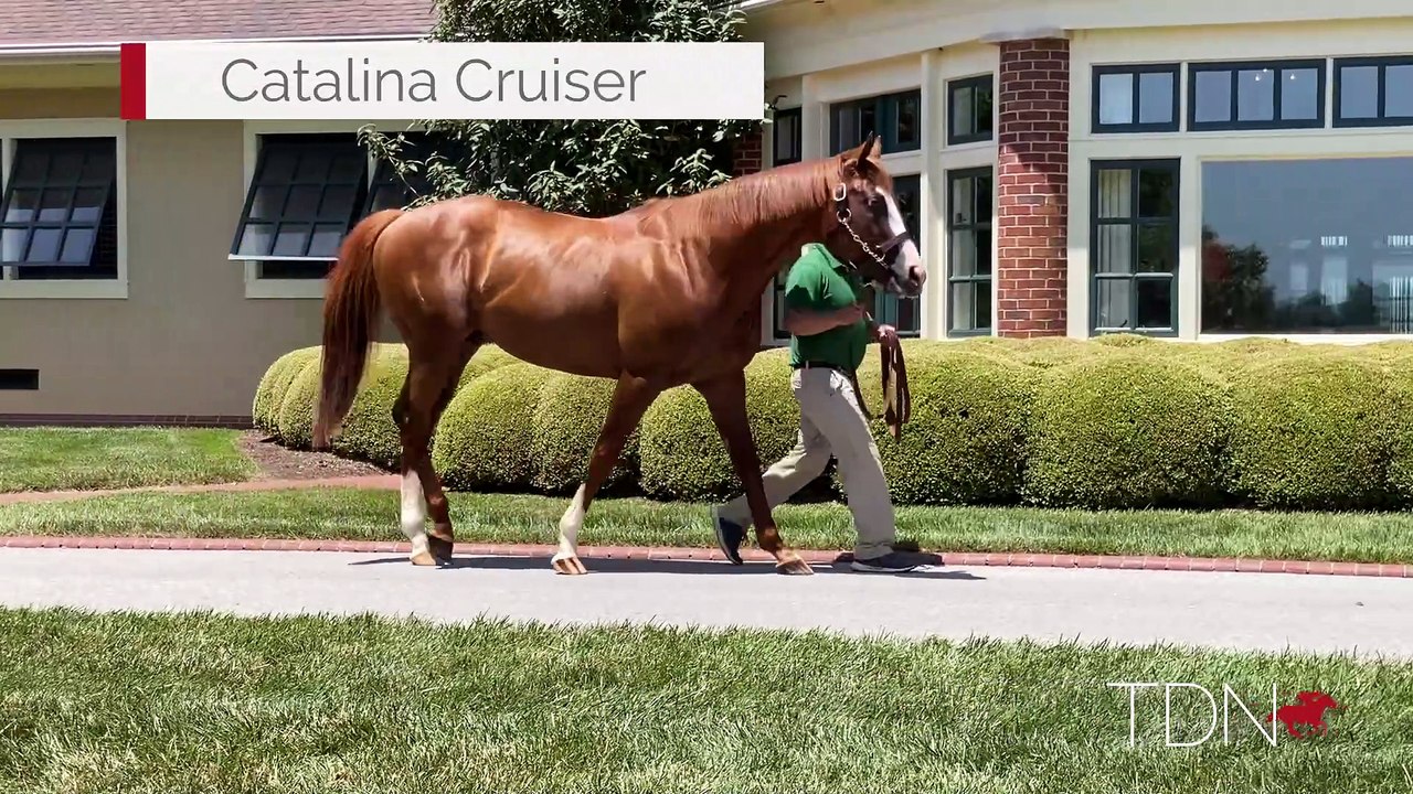 TDN Stallions: Catalina Cruiser