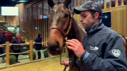 Arqana Autumn Sale Day Two Review