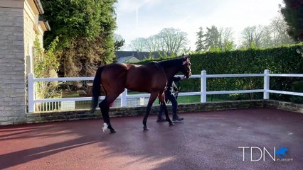 TDN Stallions: City Light