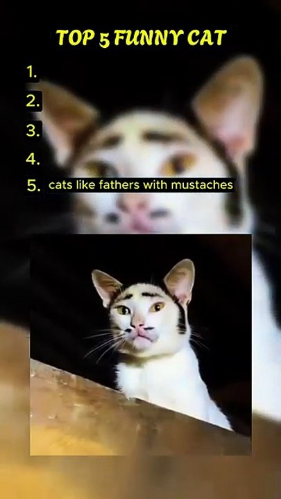Top 5 Funny Cat