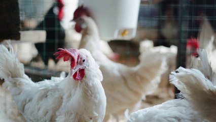 Aviaria, la FAO lancia un allarme per rafforzare la sicurezza