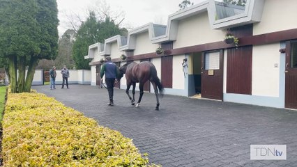 TDN Stallions: Lucky Vega