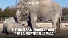 Elefantessa inconsolabile per la morte dell'amica