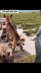 Funny Moments of Cat & Dog Bosses - Episode 57 |  Meow & Woof Universe