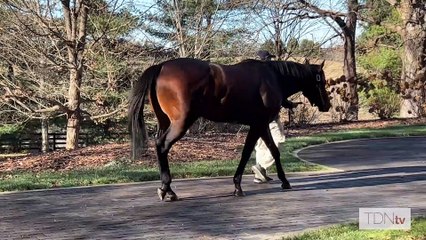 TDN Stallions: Early Voting