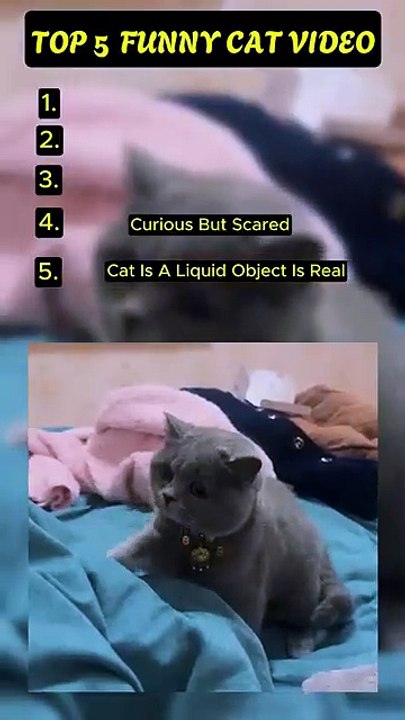 Top 5 Funny Cat