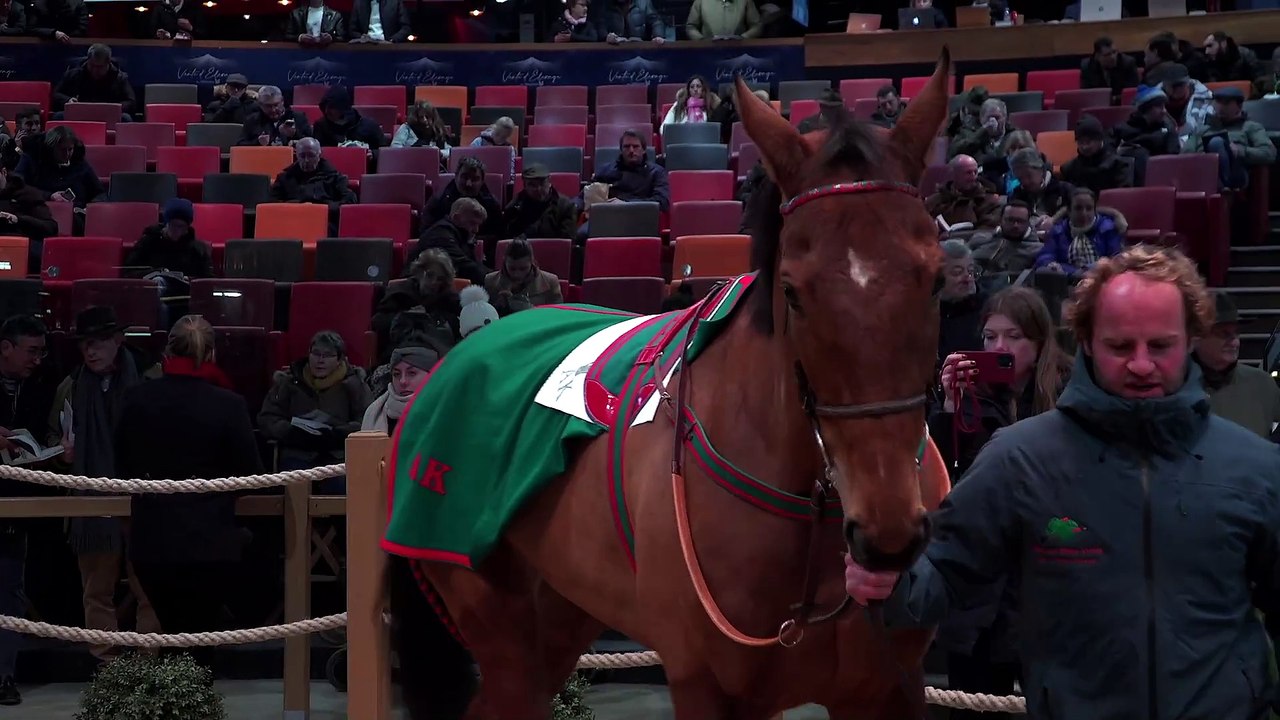 Arqana Vente d'Elevage Day 2 Review